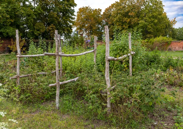 Natural garden with growing raspberry plants tied to wooden posts, close up