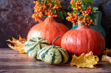Güz kabağı natürmort yaşam konsepti, Hokkaido ve diğer kabak türleri, kopyalama alanı