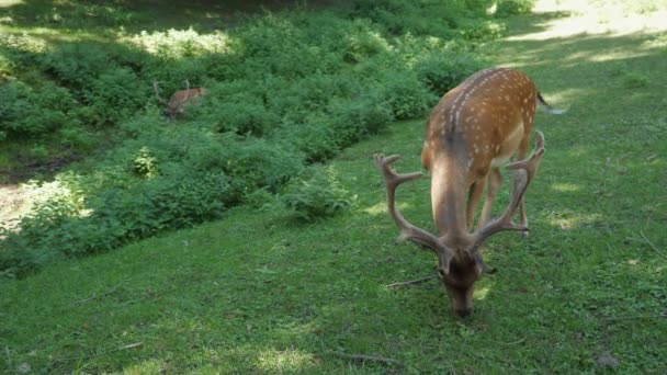 夏天的一个阳光灿烂的日子 美丽的小鹿在美丽的草地上吃草 美丽的小鹿在美丽的草地上吃草 夏天的一个阳光明媚的日子里 美丽的小鹿在美丽的草地上吃草 — 图库视频影像