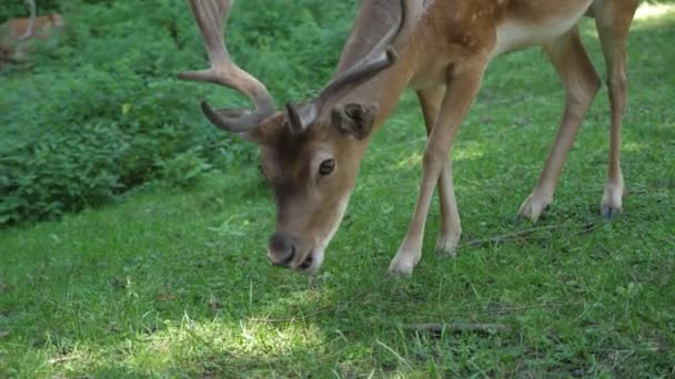 Junge Gefleckte Hirsche Weiden Gras Auf Einem Saftigen Rasen Einem — Stockvideo