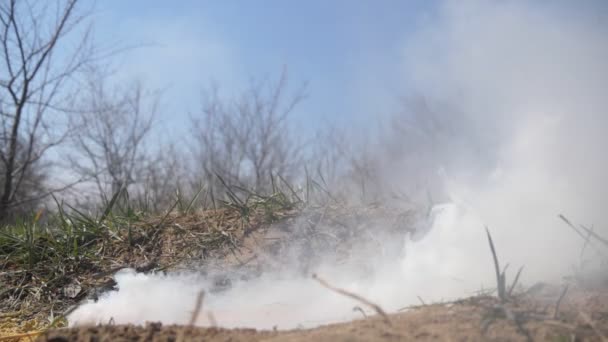 Bomba Dymna Mgła Trawniku Młodymi Drzewami Słoneczny Dzień Wiosną Zadziwiający — Wideo stockowe