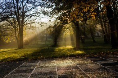 Sunny and foggy autumn day. Foggy morning.  Zlatista jesen. Slunce sviti pres mlhu.