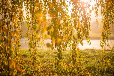 Sunny and foggy autumn day. Zlatista jesen. Slunce sviti pres mlhu. Konare breza detail.