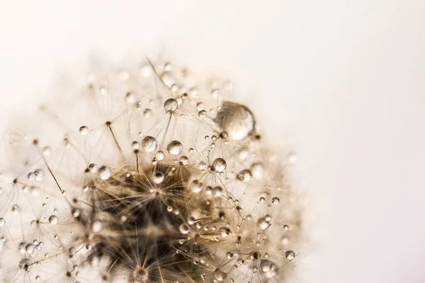 Dandelion Covered Water Droplets Detail White Version — Stockfoto