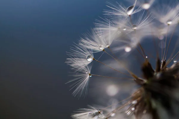 Dandelion Covered Water Droplets Detail Dark Version — Stock Fotó