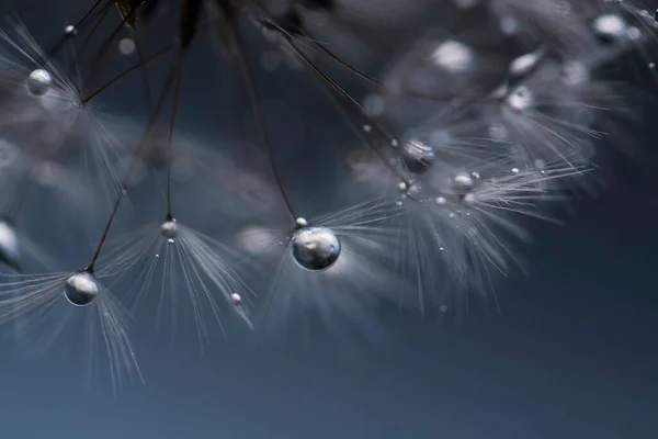 Dandelion Covered Water Droplets Detail Dark Version — Stok fotoğraf