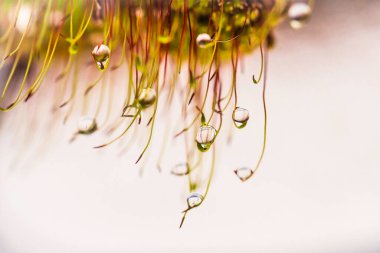 The moss with water droplets.