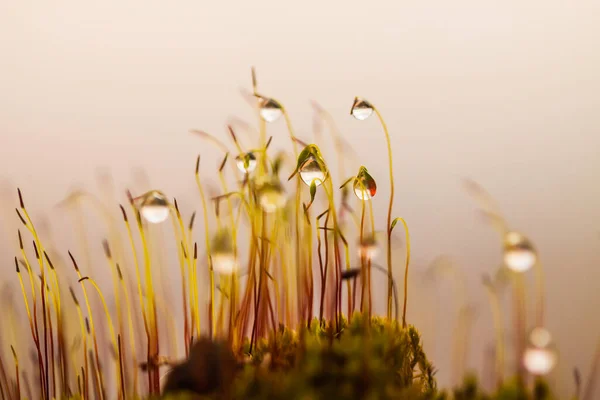 Moss Water Droplets — Fotografia de Stock