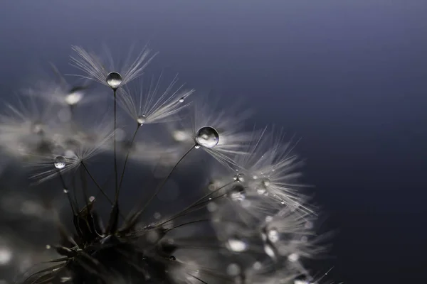 Dandelion Covered Water Droplets Detail Dark Version — 스톡 사진