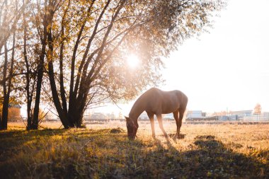 Koyu kırmızı at tarlada duruyor ve ot yiyor. Akşam güz ışığı aydınlık ılık bir gün. Binicilik ve ata binme konsepti