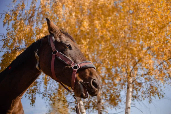 Sötétvörös ló áll a mezőn és füvet eszik. Este őszi fény fényes meleg nap. Lovas és lovas koncepció — Stock Fotó