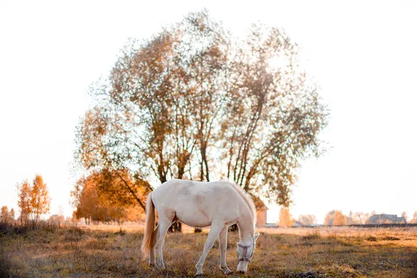 Ein weißes Pony steht auf dem Feld und frisst Gras. Niedliches Pferdchen im warmen Abendlicht des herbstlichen Sonnenuntergangs. — Stockfoto