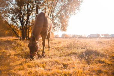 Koyu kırmızı at tarlada duruyor ve ot yiyor. Akşam güz ışığı aydınlık ılık bir gün. Binicilik ve ata binme konsepti.