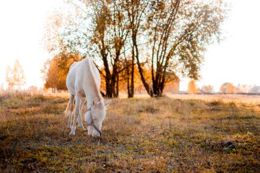 Beyaz bir midilli tarlada duruyor ve ot yiyor. Sıcak bir akşamın küçük şirin atı Sonbahar günbatımında