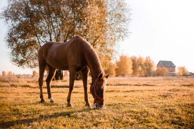 Koyu kırmızı at tarlada duruyor ve ot yiyor. Akşam güz ışığı aydınlık ılık bir gün. Binicilik ve ata binme konsepti.