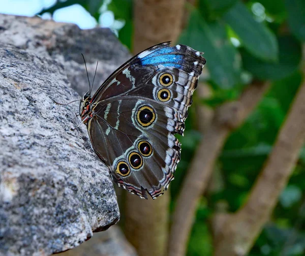 Blue Morpho butterfly at rest on a rock, showing eyespots on the underside of its wing