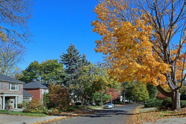 Altın sonbahar renklerinde akçaağaç olan bir sokak.