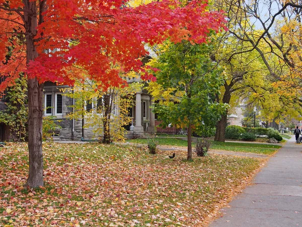 tree-lined residential street with trees in bright fall colors