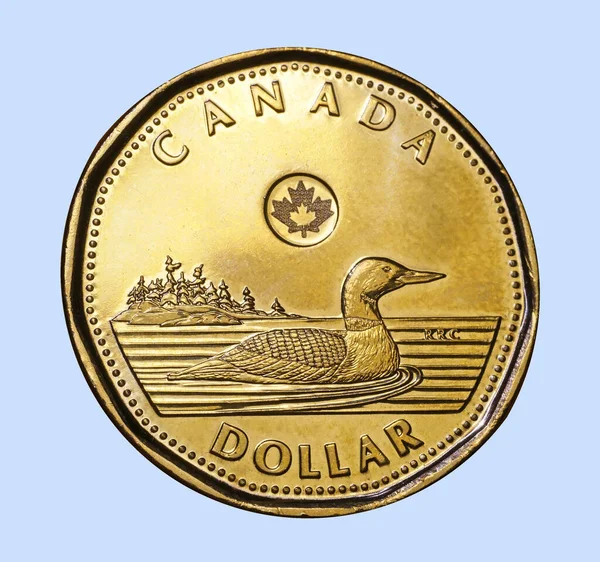 Pièce Dollar Canada Comporte Huard Une Marée Noire Commune Dans — Photo