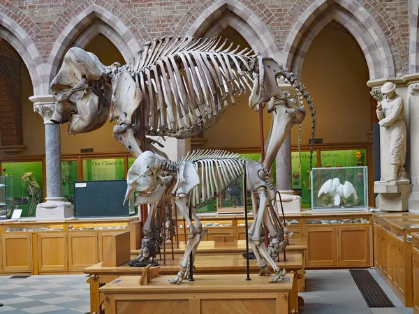 stock image OXFORD -  Oxford University's Museum of Natural History houses numerous reconstructed skeletons such as this mastodon.