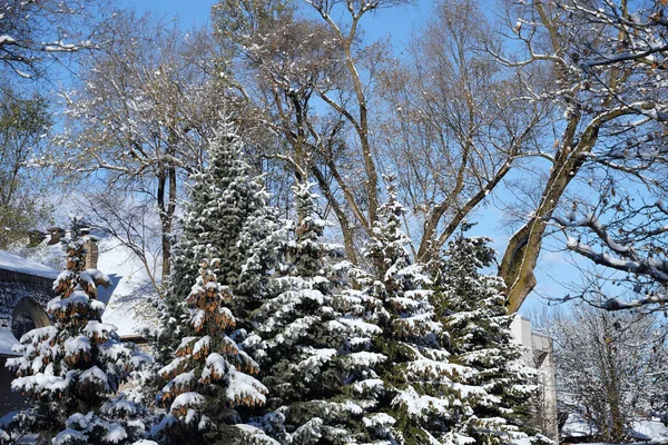 Snow Covered Pine Trees Suburban Street — Stock Photo, Image