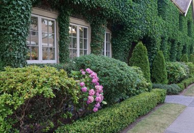 Sarmaşık kaplı konakların önünde