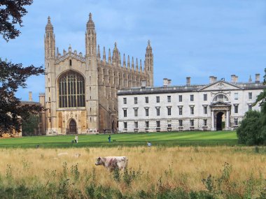 CAMBRIDGE, ENGLAND - Temmuz 2013: Cambridge Üniversitesi, King 's College' ın arka plandaki ön plandaki bir tarlada otlayan sığır türlerinin arka plandaki görüntüsü