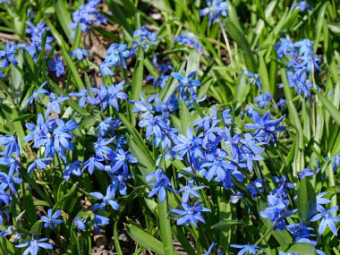 Kar ihtişamı, baharın erken saatlerinde küçük mavi çiçeklerden bir halı üreten bir daimi yıl. 