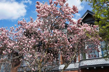 Manolya ağaçlarının açtığı bahar sahnesi