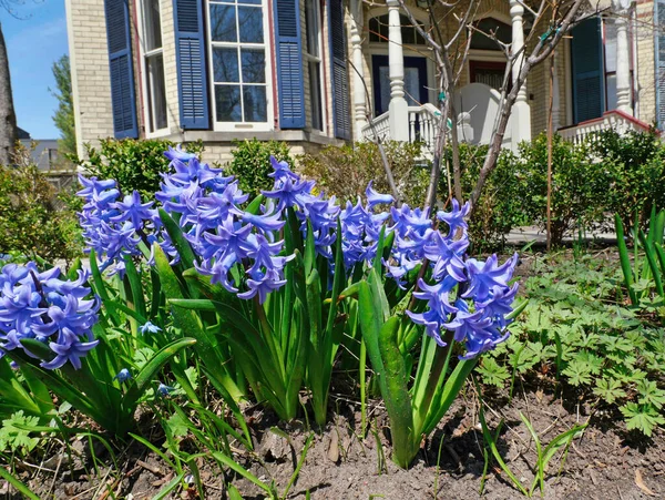Close View Blue Hyacinth Flowers Front Garden House — Stockfoto