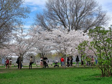 Toronto, Ontario, Kanada - 6 Mayıs 2022: Toronto, halka açık bir parkta büyük bir ağaç kümesi ile Japon kiraz çiçeği görüntüleme geleneğini benimsedi..