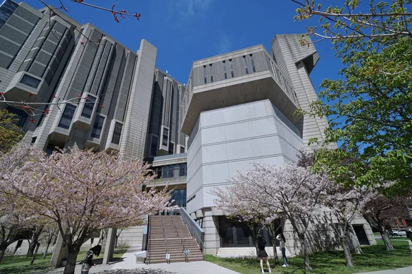 カナダ オンタリオ州トロント2022年5月9日 図書館本館前のトロント大学に桜が咲く — ストック写真