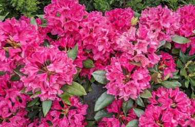 Nova Zembla çeşitliliğindeki rhododendron, parlak pembe çiçekleri ve soğuğa karşı direnciyle ünlüdür.