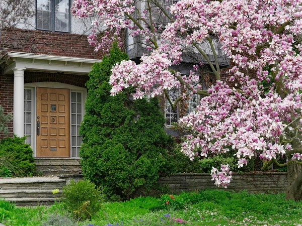 Puerta Entrada Casa Con Hermoso Árbol Magnolia Flor — Foto de Stock