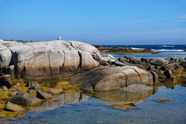 Peggy 's Cove, Nova Scotia yakınlarındaki Atlantik Okyanusu kıyısında aşınmış granit kayalar üzerinde martı.