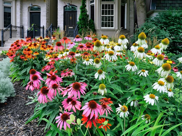 Home Garden Large Planting Coneflowers Various Colors — стоковое фото