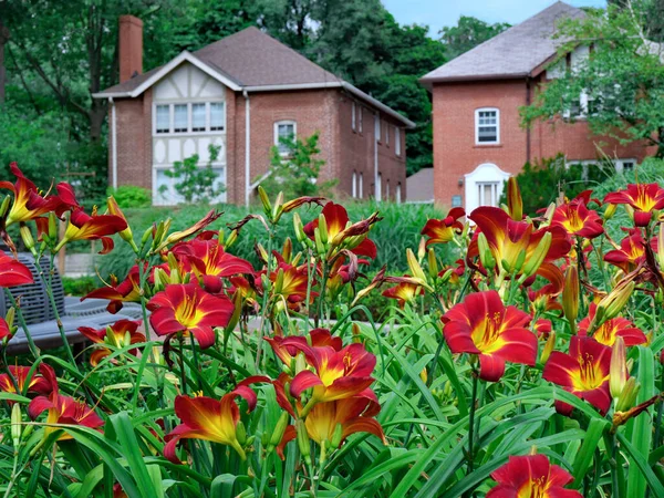 Garden Red Daylilies Residential Street — стоковое фото