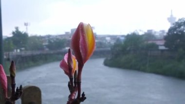 A pink and orange flower at the riverside in rain, with gray colors and river, wet concrete and some buildings at the background High quality FullHD footage