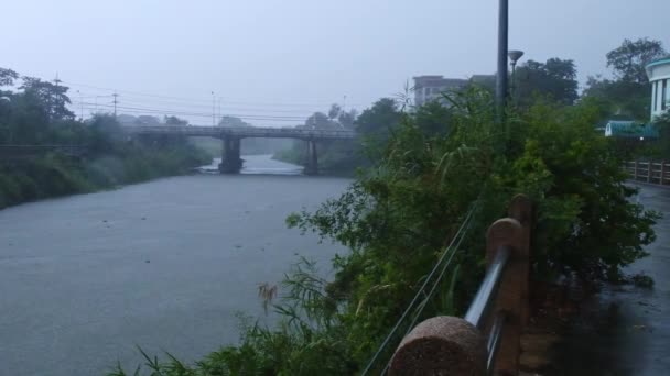 Heavy Rainy Day Fog Big Raindrops Riverside Some Grin Plants — Vídeo de stock