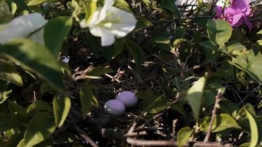 A nest in the plant. Two tiny white eggs in Bougainvillea plant with Pink and white flowers. Green leaves. High quality 4k footage