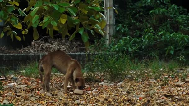 Street Dog Eating Trash Food Garbages Dried Fallen Leaves Dog — стоковое видео
