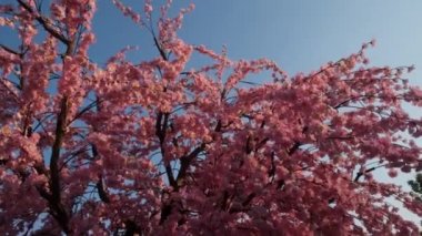 Pink sakura with blue sky, parallax shot recorded with hands, the camera is moving slightly, the cherry tree is blooming in Asia. High-quality 4k footage