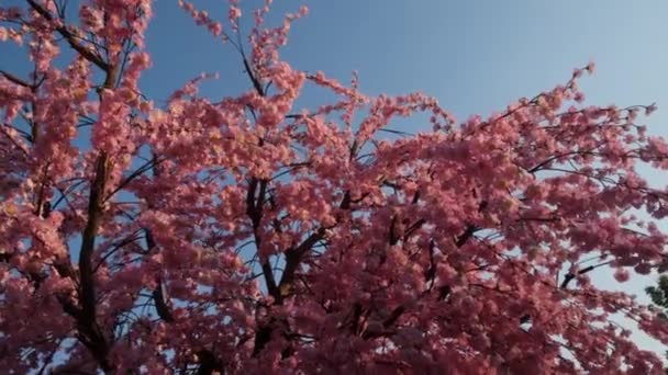 Pink Sakura Blue Sky Parallax Shot Recorded Hands Camera Moving — Vídeo de Stock