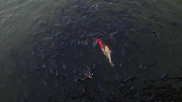 Many Hungry Carp Fish Circle Jump Out Water Mouth Open — стоковое видео