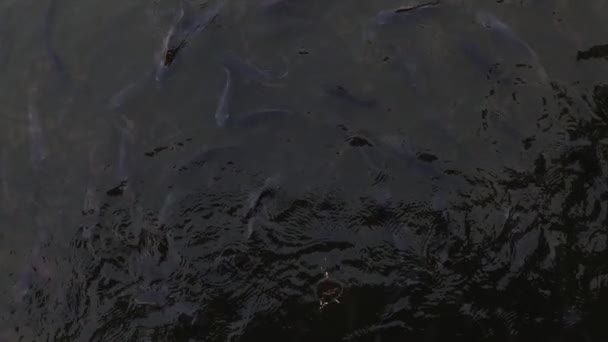 Piece Food Dropped Pond Red White Gray Carp Fish Competing — Video