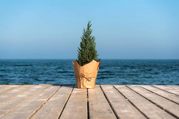 鍋にクリスマスツリーは 海によって桟橋上のクラフト紙に包まれた 熱帯クリスマス休暇 — ストック写真