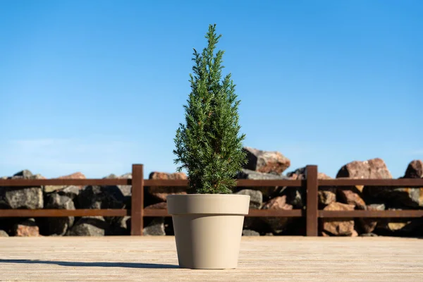 Een Kleine Chinese Kerstboom Een Pot Zonder Versieringen Een Houten — Stockfoto
