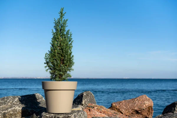 Een Kleine Chinese Boom Een Pot Zonder Versieringen Granieten Stenen — Stockfoto