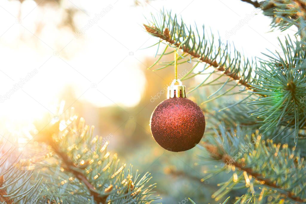 Christmas ball on a pine tree outside in sunny weather. Copy space