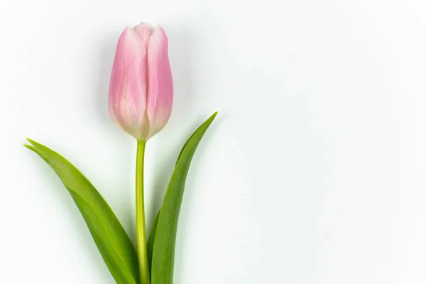One Pink Tulip Green Stem Leaves Isolated White Background Copy Royalty Free Stock Photos